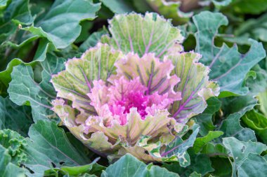 closeup süs lahana bitki