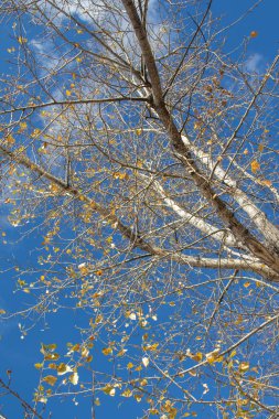 Sonbahar ağaç dalları göğe görüntüle