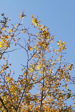 Sarı huş ağacı orman, geç sonbahar doğa manzara