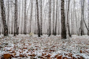 sonbahar manzara bir huş ormandaki ilk kar