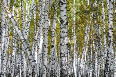 Sarı huş ağacı orman, geç sonbahar doğa manzara