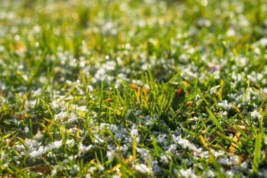 yeşil çim kar arka plan bokeh bulanık