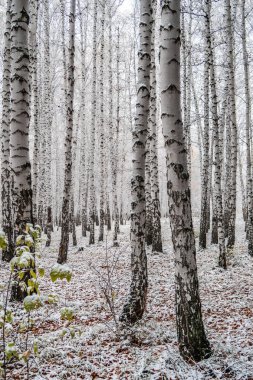 sonbahar manzara bir huş ormandaki ilk kar