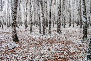 sonbahar manzara bir huş ormandaki ilk kar