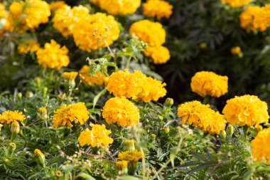 birçok marigolds küçük çiçekler
