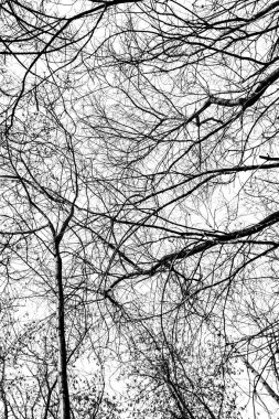 Beyaz arkaplanda ağaç dalları silueti