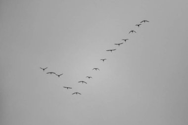 kazlar içinde gök yüksek, siyah beyaz sinek