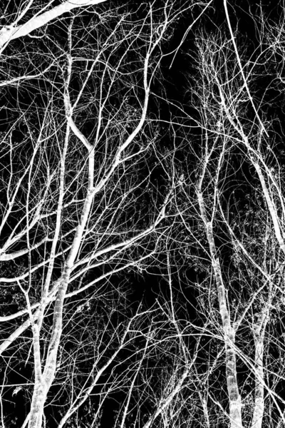 Branches Arbre Silhouette Blanche Sur Fond Noir — Photo