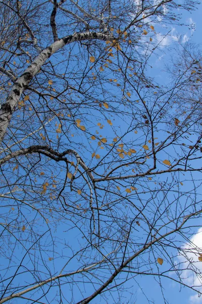 Rami Albero Autunnale Vista Verso Cielo — Foto Stock