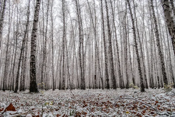sonbahar manzara bir huş ormandaki ilk kar