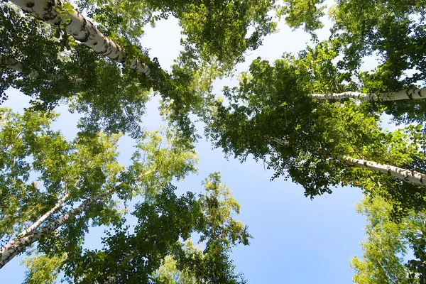 Björk Skogsutsikt Underifrån Himlen — Stockfoto