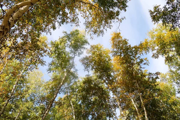 huş ağacı orman manzaralı gökyüzüne Sonbahar Doğa