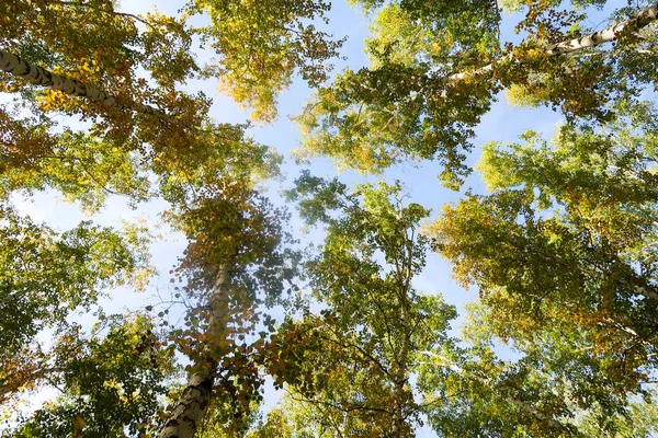huş ağacı orman manzaralı gökyüzüne Sonbahar Doğa