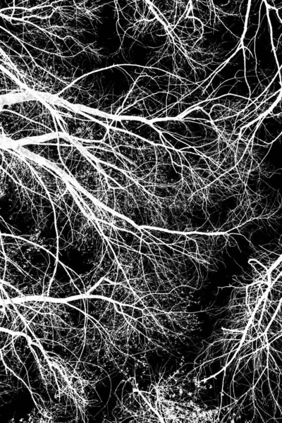 ağaç dalları siluet siyah arka plan üzerine beyaz