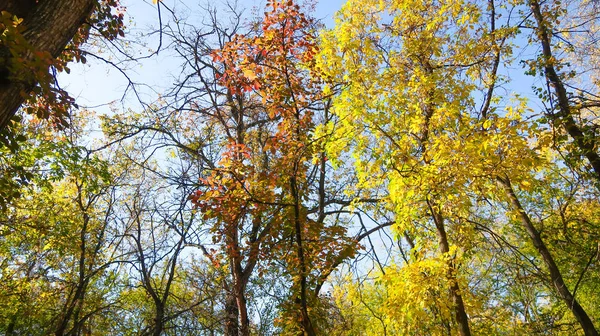 ağaç görünümünü aşağıdan gökyüzüne sonbahar manzara bırakır