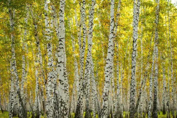 Floresta Bétula Amarela Final Outono Natureza Paisagem — Fotografia de Stock