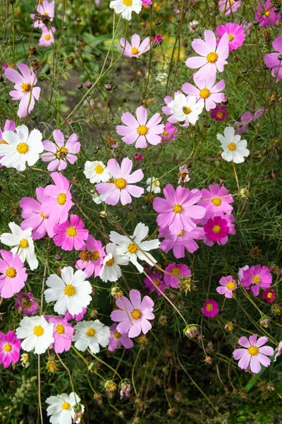 コスモスの花 自然のクローズ アップ風景 — ストック写真