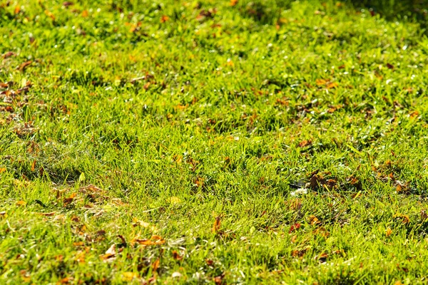 green grass background focus on the center