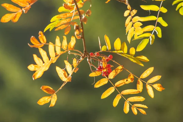 Autumn Tree Ashberry Bright Colors Nature — Stock Photo, Image