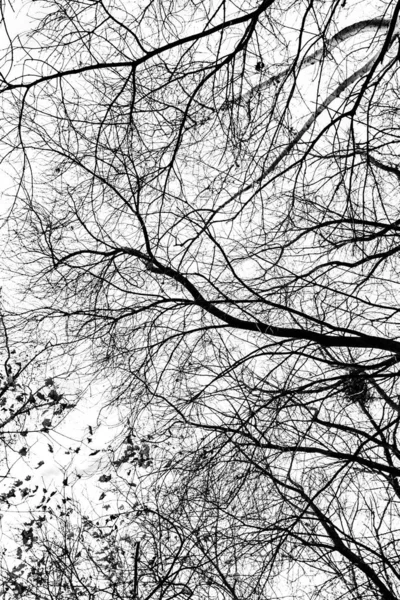 Beyaz arkaplanda ağaç dalları silueti