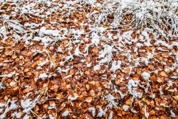 Sonbahar Karda Çimen Bırakır — Stok fotoğraf