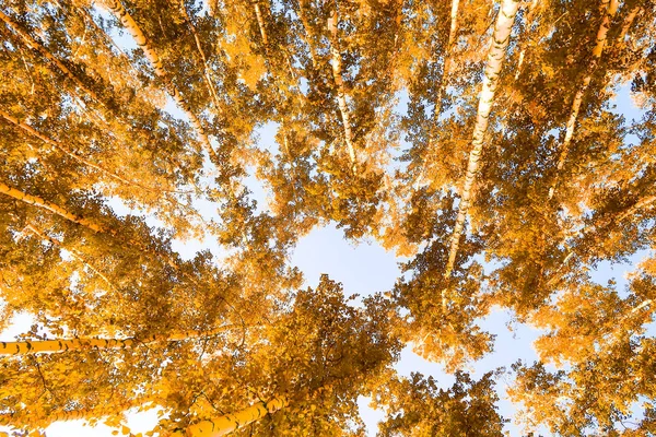 gökyüzü sonbahar arka planı sarı huş ağacı yaprakları