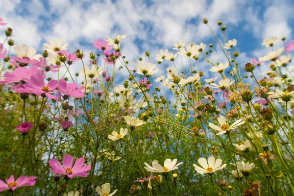 Cosmos çiçekler, görüntülemek aşağıdan gökyüzüne doğru