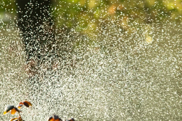 defocused, bulanık su, bokeh doğa damla