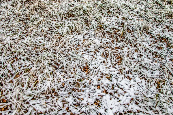 Autumn Leaves Grass Snow — Stock Photo, Image