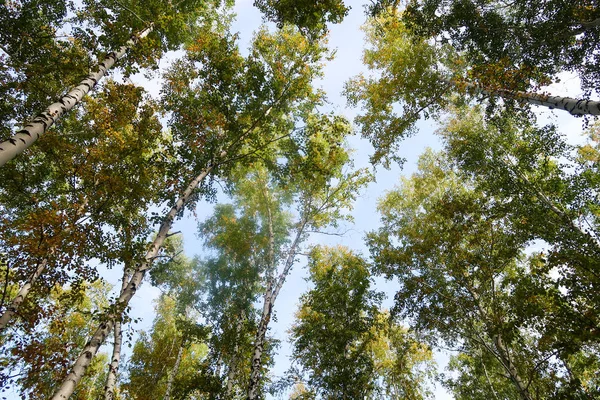 Birkenwald Blick Den Himmel Herbstliche Natur — Stockfoto