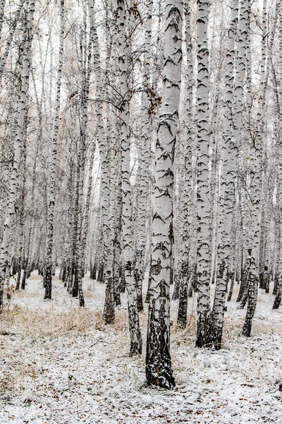İlk kar huş ağacı orman manzara kış