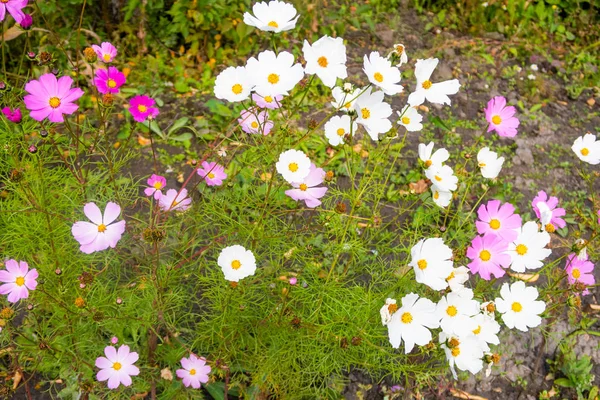 Kosmos Blumen Natur Nahaufnahme Landschaft — Stockfoto