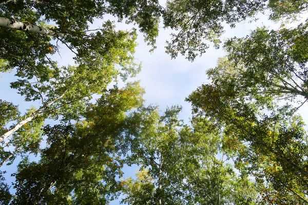 Abedul Vista Cielo Naturaleza Otoñal — Foto de Stock