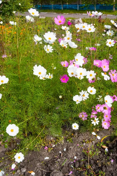 Kosmos Květy Příroda Zblízka — Stock fotografie