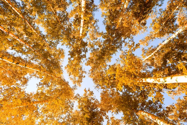 gökyüzü sonbahar arka planı sarı huş ağacı yaprakları