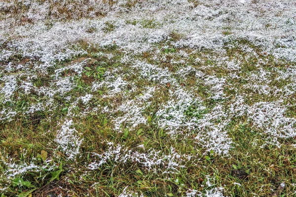 kar uzun boylu yeşil çim