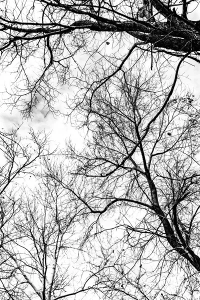 Silueta Ramas Árbol Sobre Fondo Blanco —  Fotos de Stock