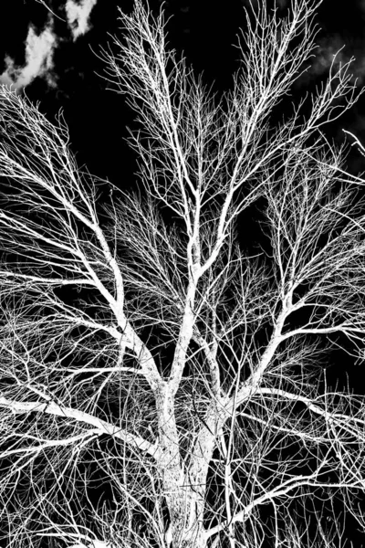 Gałęzie Drzewa Biała Sylwetka Czarnym Tle — Zdjęcie stockowe