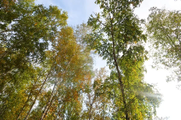 huş ağacı orman manzaralı gökyüzüne Sonbahar Doğa