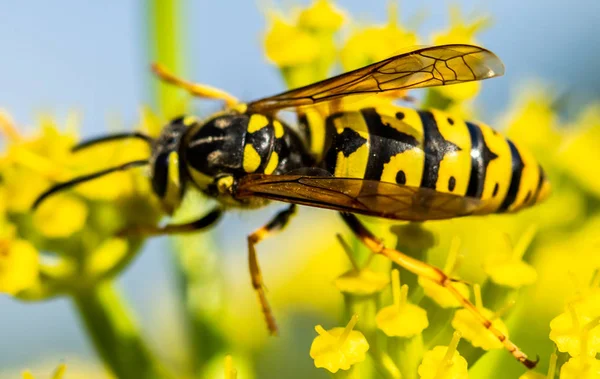 Пчела Желтом Весеннем Цветке — стоковое фото