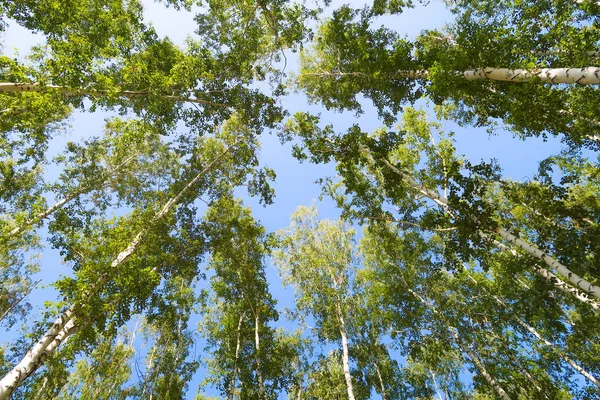 Vista Foresta Betulle Dal Basso Verso Cielo — Foto Stock