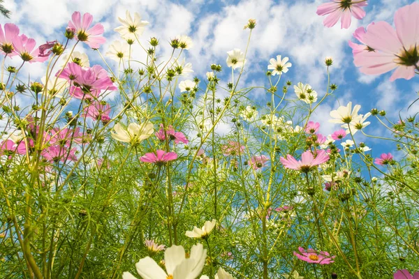 Cosmos çiçekler, görüntülemek aşağıdan gökyüzüne doğru