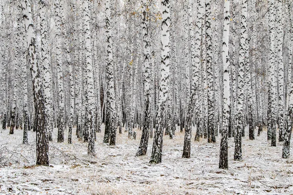 Zimní První Sníh Březová Lesní Krajina — Stock fotografie