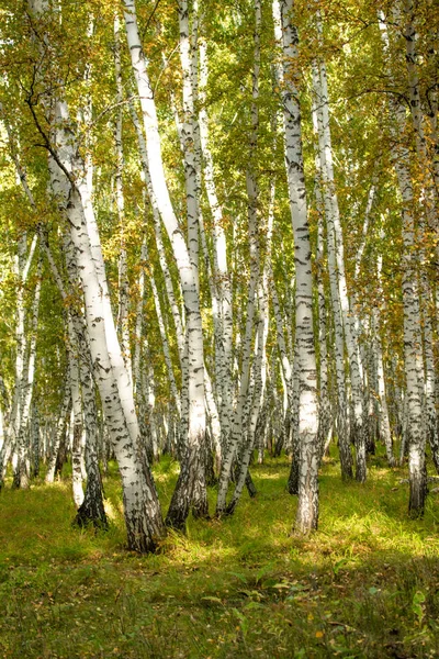 Żółty Brzoza Lasu Koniec Jesień Natura Krajobraz — Zdjęcie stockowe