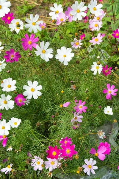 コスモスの花 自然のクローズ アップ風景 — ストック写真