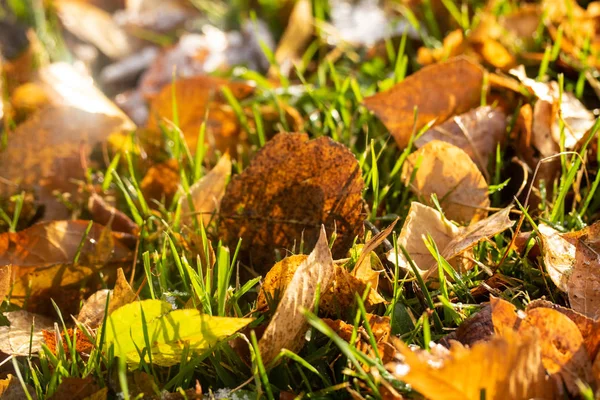 Foglie Gialle Erba Verde Neve — Foto Stock