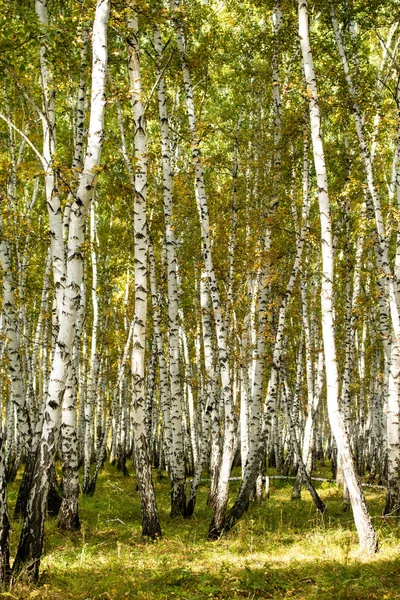 Gul Björkskog Sena Hösten Natur Landskap — Stockfoto