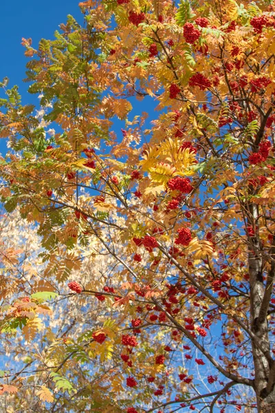 Осіннє Дерево Яскравих Кольорів Природи — стокове фото