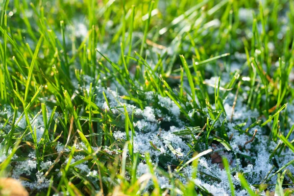 Verde Erba Neve Offuscata Sfondo Bokeh — Foto Stock