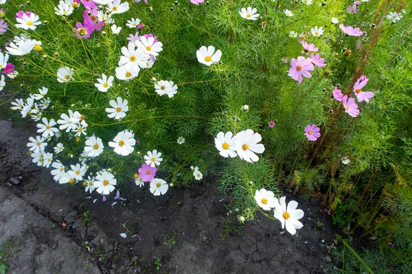 Kosmos Blumen Natur Nahaufnahme Landschaft — Stockfoto